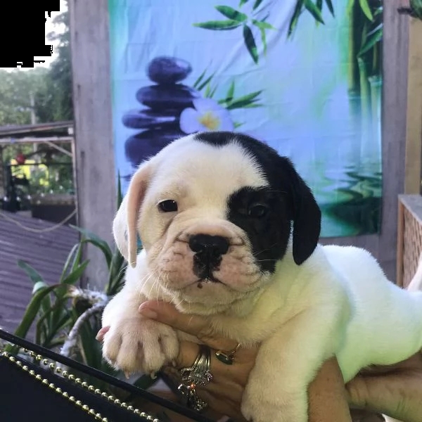bulldog inglese dolci cuccioli