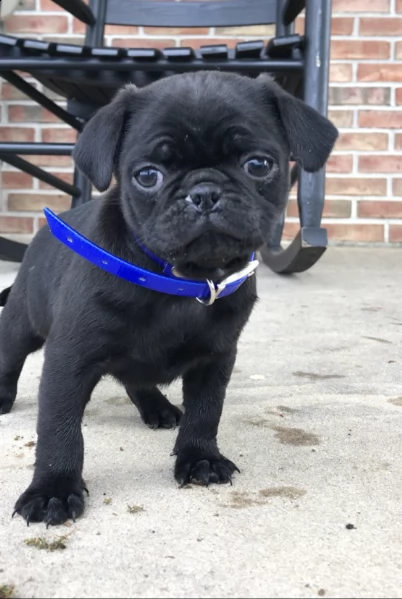 regalo carlino disponiamo di una cucciolata di carlino, i cuccioli verranno dato dopo 90 giorni dall