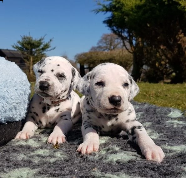  regalo dalmata disponiamo di una cucciolata di dalmata , i cuccioli verranno dato dopo 90 giorni da