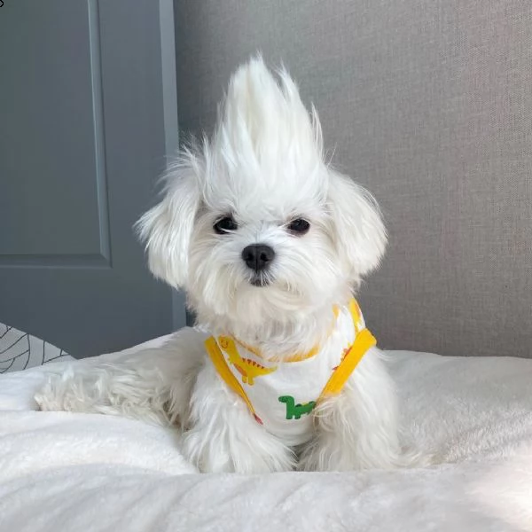 regalo maltese | Foto 0