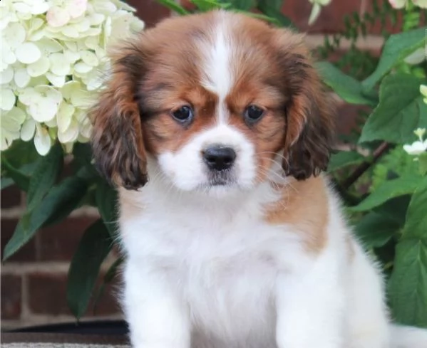  cuccioli di cavalier king  femminucce e maschietti disponibili per l'adozione gratuita i cuccioli 