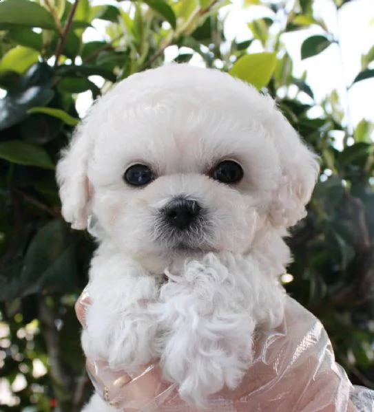 cuccioli maltesi disponibili