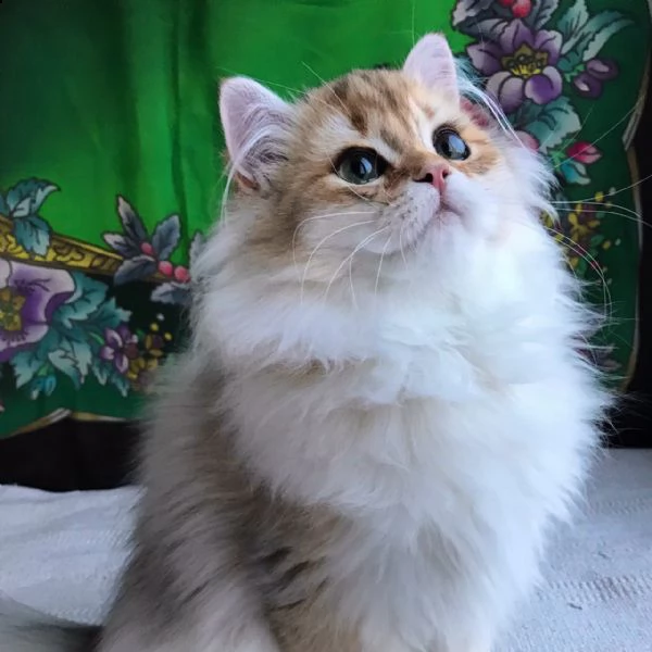 simpatici gattini persiani in cerca di una nuova casa