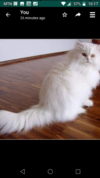 sono una bellissima gattina di 4 anni: cerco una padrona speciale per farle compagnia .