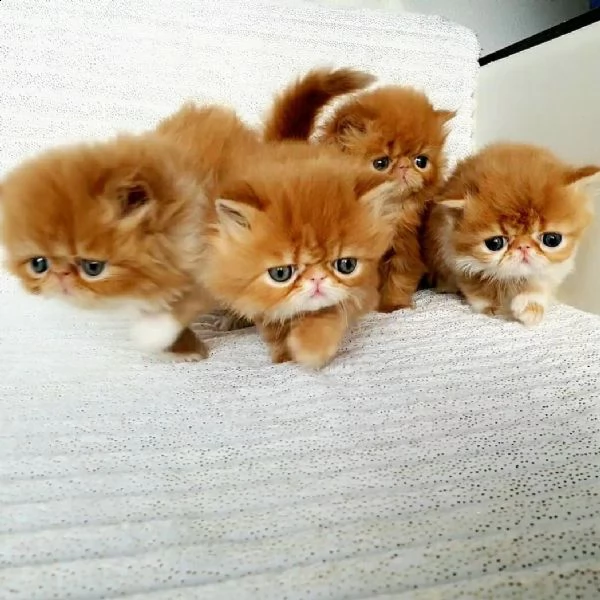 simpatici gattini persiani al cioccolato. | Foto 0