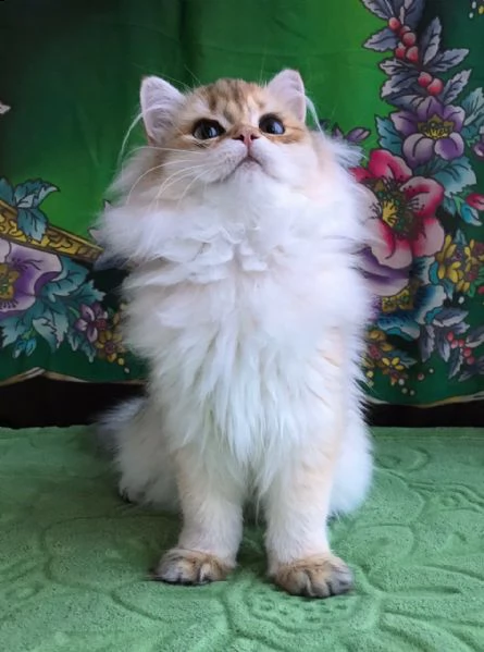 gattini persiani maschi e femmine