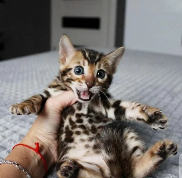 simpatici gattini bengala | Foto 2