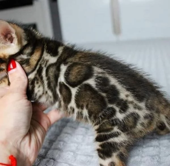 simpatici gattini bengala