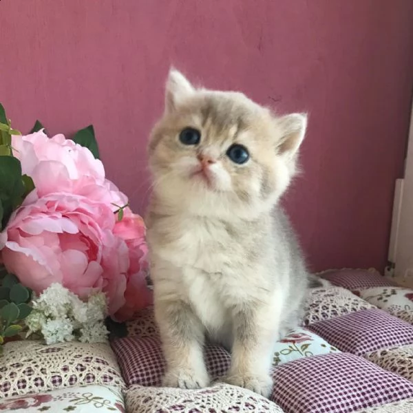 bellissimo gattino britannico e scozzese maschio e femmina per una nuova casa contattaci se interess | Foto 0