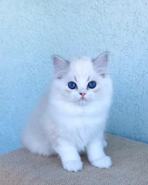 bellissimo gattino britannico e scozzese maschio e femmina per una nuova casa contattaci se interess