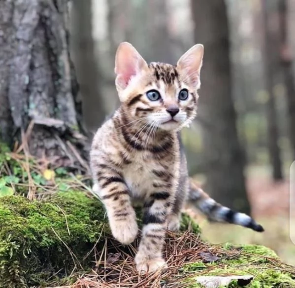 gattini bengala più teneri in cerca di una nuova casa sono maschi e femmine e hanno tutti i document