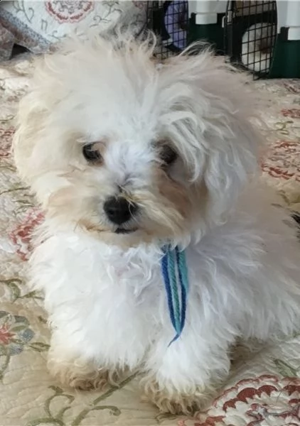 regalo bolognes cuccioli meravigliosi ! 