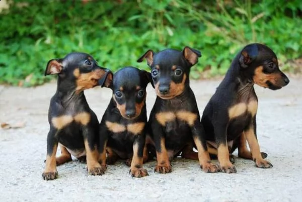 cuccioli di pinscher