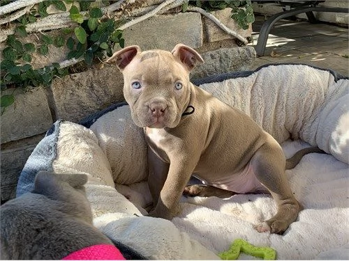 regalo cucciolo di pitbull in pronta consegna i cuccioli verranno dato dopo 90 giorni dalla nascita,