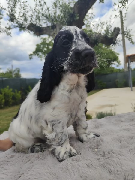 Cuccioli cocker spaniel inglese 