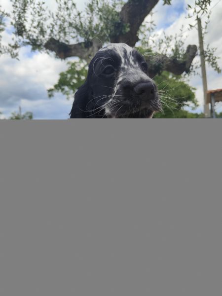 Cuccioli cocker spaniel inglese  | Foto 7