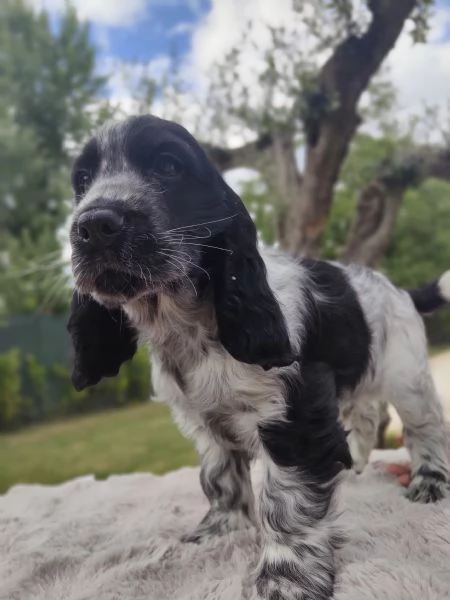 Cuccioli cocker spaniel inglese  | Foto 6