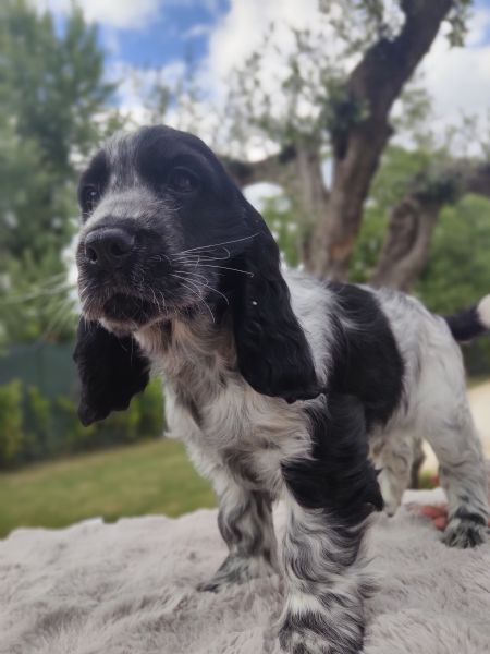 Cuccioli cocker spaniel inglese  | Foto 5