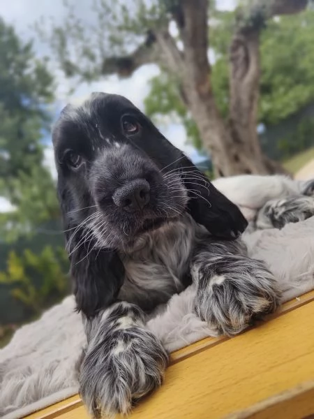 Cuccioli cocker spaniel inglese  | Foto 1