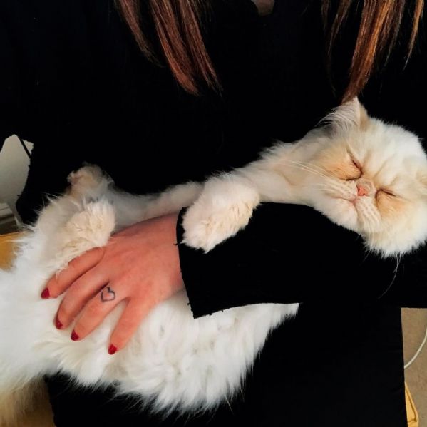 simpatici gattini persiani giocosi | Foto 0