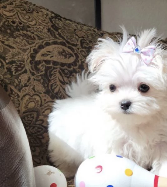 regalo maltese mini toy (()))) | Foto 0