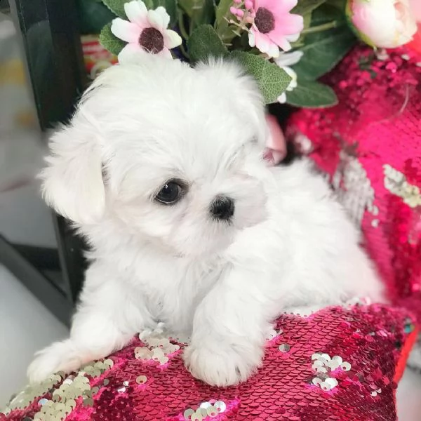 adorabili cuccioli maltesi