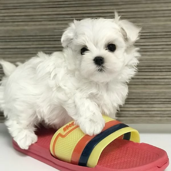 adorabili cuccioli maltesi disponibili