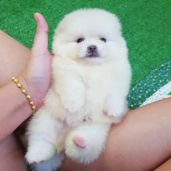 adorabili cuccioli di pomerania