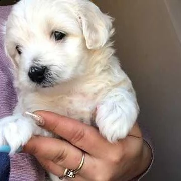 cuccioli maltesi in regalo