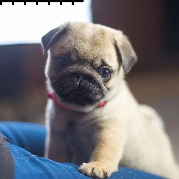 vendita cucciolo cuccioli di carlino