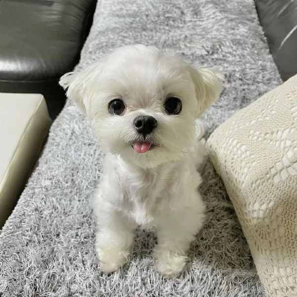 regalo maltese((((((())))) | Foto 0