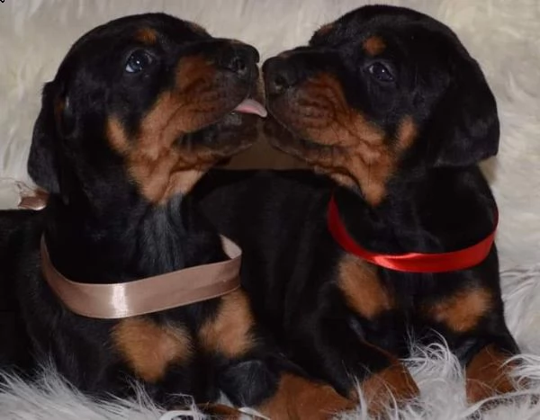 cuccioli di doberman