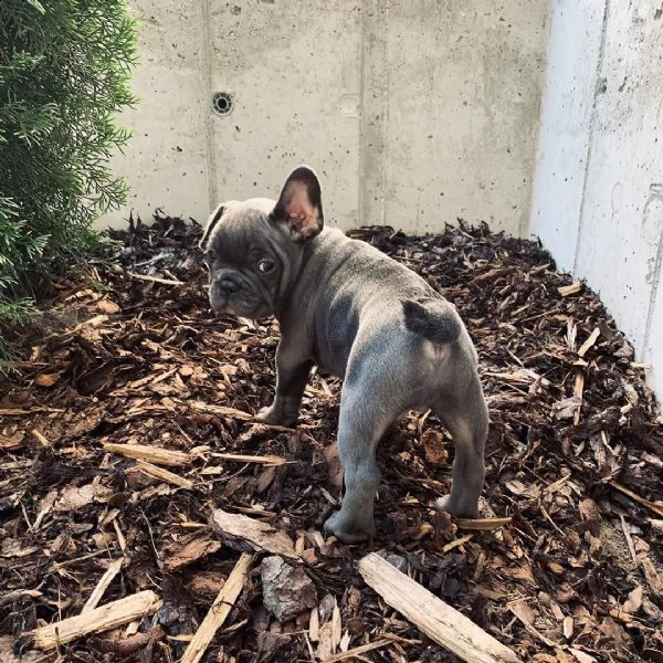 cuccioli di bulldog francese belli e sani disponibili per la vendita.