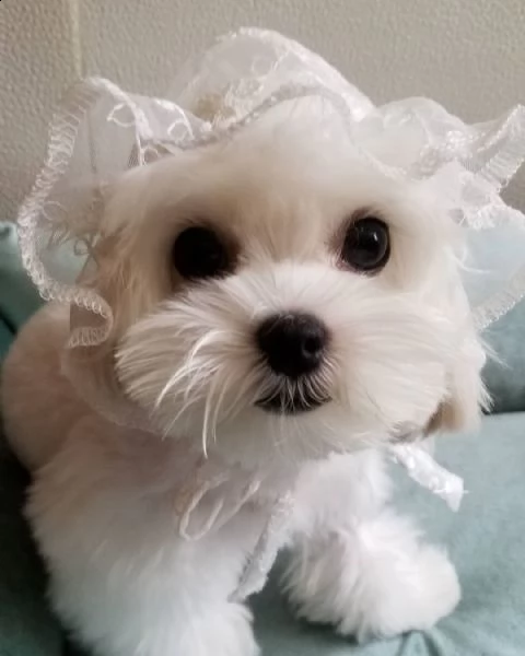 regalo maltese