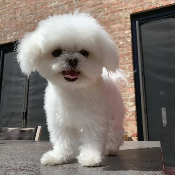 regalo maltese | Foto 0