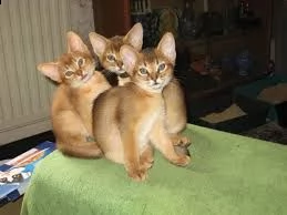 bellissimi gattini del abissino  carini e sani, disponibili per l'adozione.
