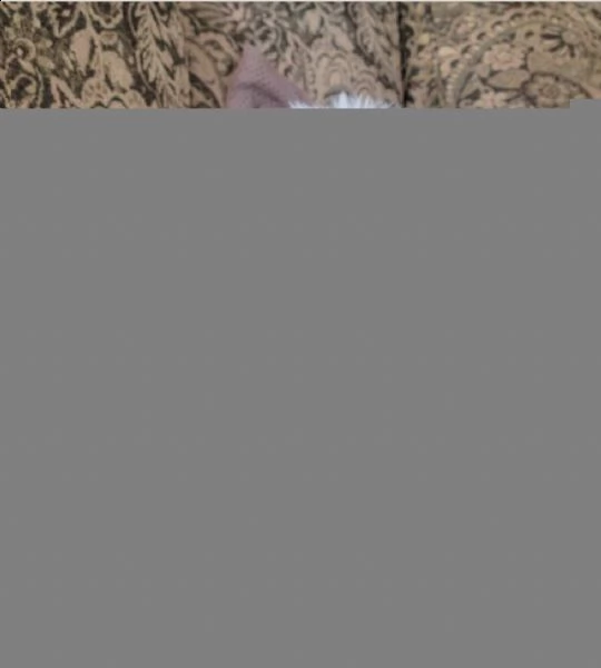 regalo volpino pomerania mini toy  | Foto 1