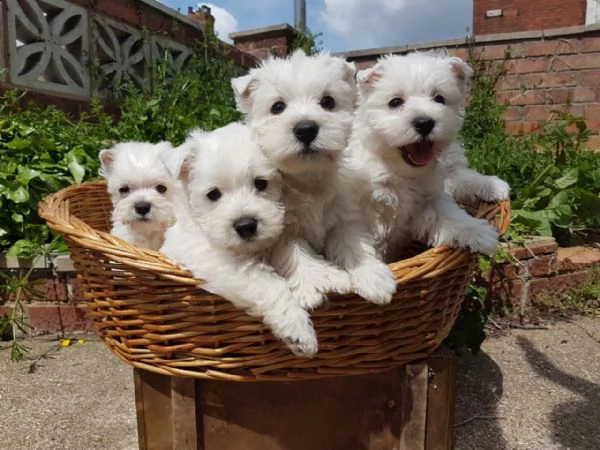 regalo adorabili cuccioli  west highland terrier bianco femminucce e maschietti disponibili