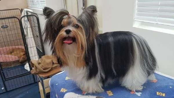 yorkshire terrier  per un regalo | Foto 0