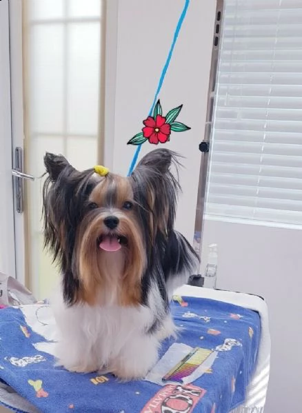 yorkshire terrier  per un regalo