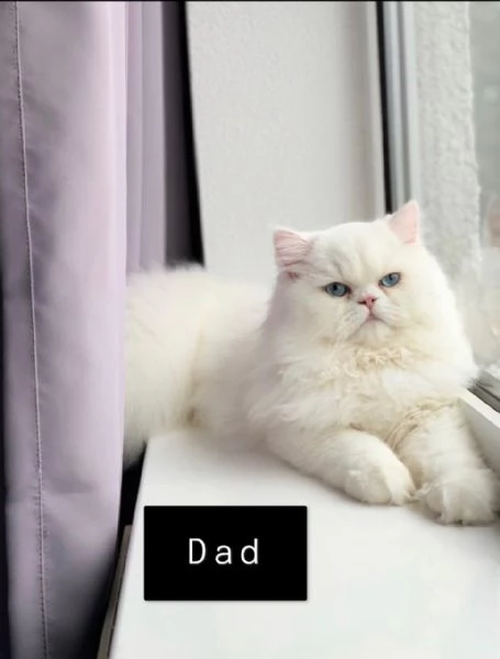 stupendi cuccioli di persiano | Foto 2