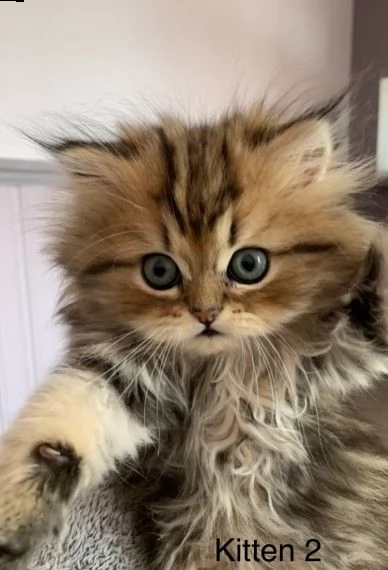 stupendi cuccioli di persiano | Foto 1