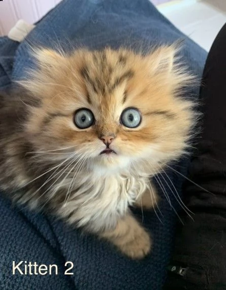 stupendi cuccioli di persiano | Foto 0