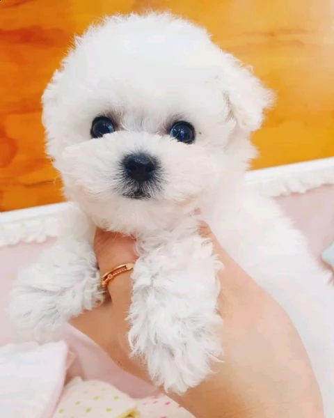 cuccioli maltesi per re-homing / regalo | Foto 0