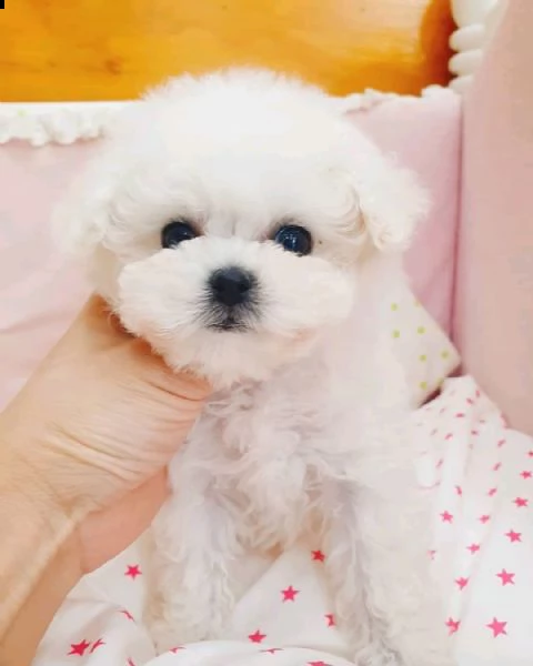 cuccioli maltesi per re-homing / regalo