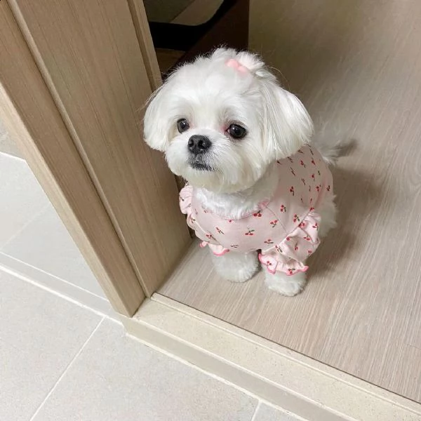 cuccioli in adozione