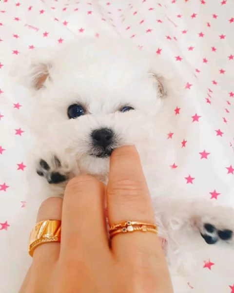 cuccioli in adozione | Foto 1