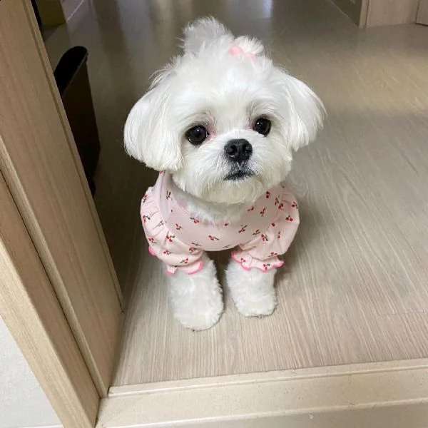 cuccioli in adozione | Foto 0