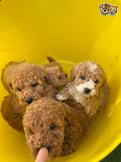 splendidi cuccioli di maltipoo | Foto 1