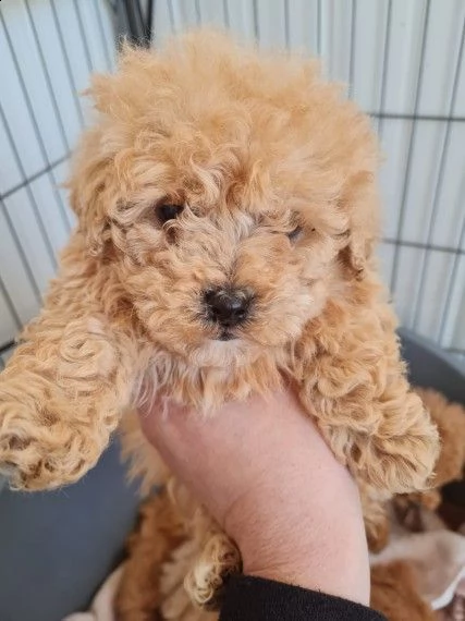 splendidi cuccioli di maltipoo
